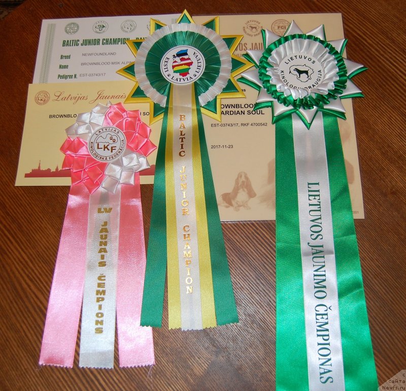 Фото: ньюфаундленд Браунблад МСК Альпина Гуардиан Соул (Brownblood MSK Alpina Guardian Soul)