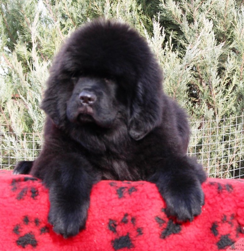 Фото: ньюфаундленд Жемчужина Кубани Королева Кубани