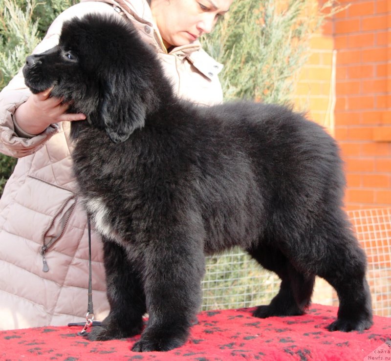 Фото: ньюфаундленд Жемчужина Кубани Королева Кубани