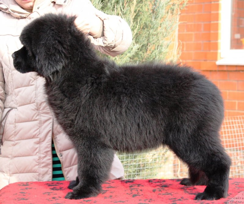 Фото: ньюфаундленд Жемчужина Кубани Королева Кубани