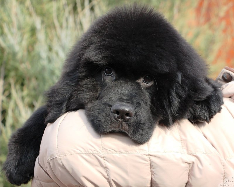 Фото: ньюфаундленд Жемчужина Кубани Королева Кубани