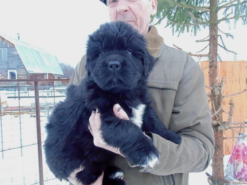 Фотография № 232779