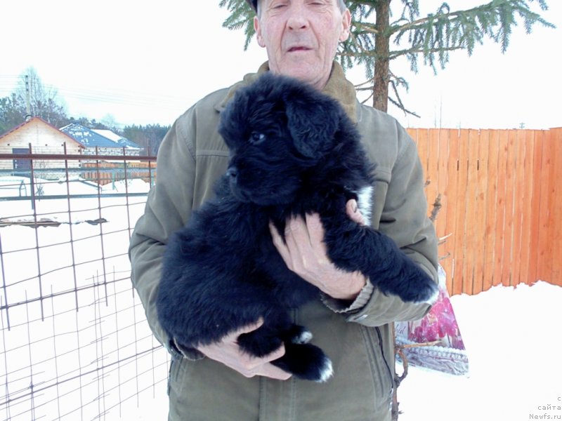 Фото: ньюфаундленд Маг Исполин Морская Жемчужина