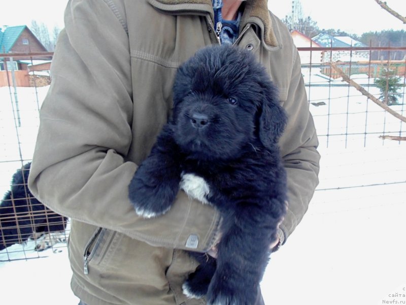 Фото: ньюфаундленд Маг Исполин Морская Жемчужина