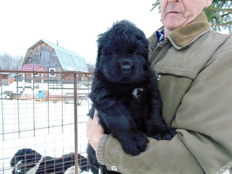Фото: ньюфаундленд Маг Исполин Морская Жемчужина