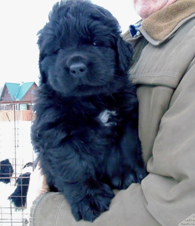 Фотография № 232786