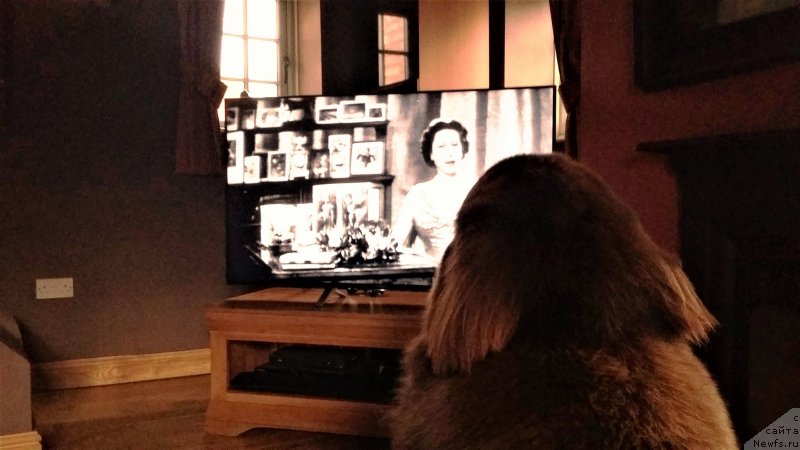 Фото: ньюфаундленд Нобл Кинг Май Лорд Симба