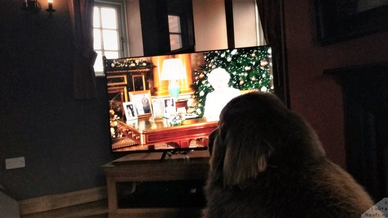 Фото: ньюфаундленд Нобл Кинг Май Лорд Симба