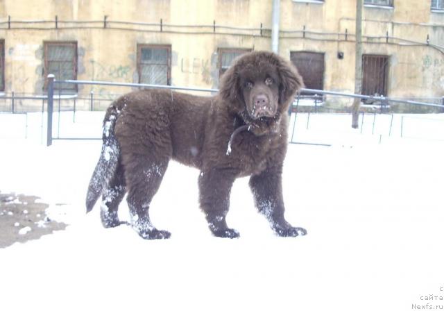 Фото: ньюфаундленд Красота Чистого Золота