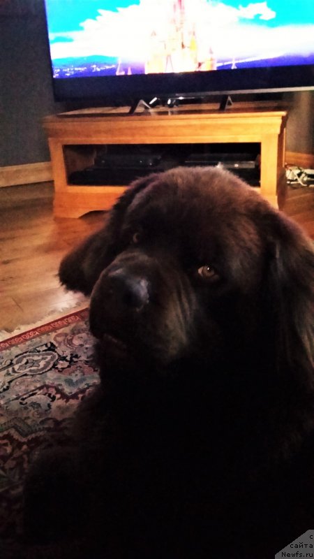 Фото: ньюфаундленд Нобл Кинг Май Лорд Симба