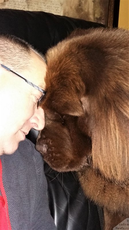 Фото: ньюфаундленд Нобл Кинг Май Лорд Симба