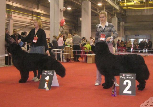 Фото: ньюфаундленд Рудольф Грант Персон Английский Лорд, ньюфаундленд King of Helluland Viking