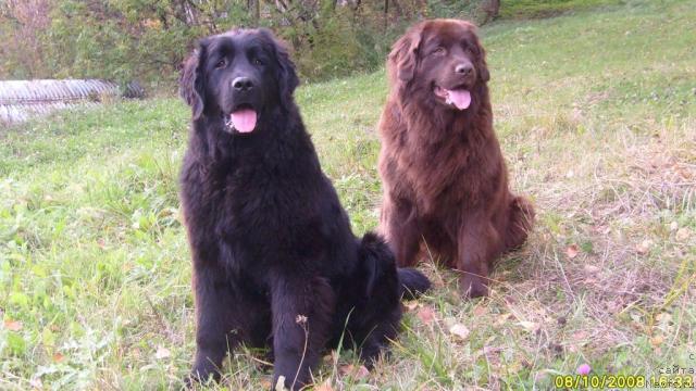 Фото: ньюфаундленд Таори Росс, ньюфаундленд К-Леди Тиамо (K-Ledy Tiamo)