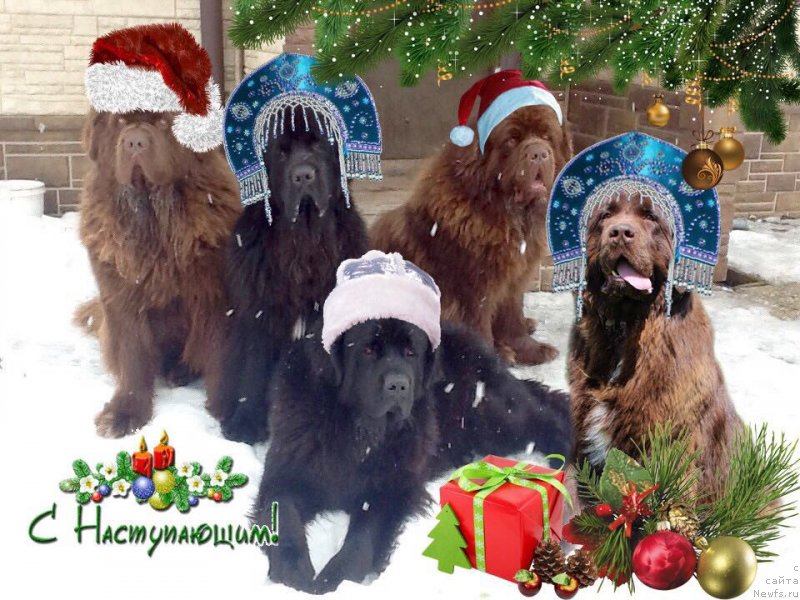 Фото: ньюфаундленд Чарли Де Бест Хелфи Пэл (Charli The Best Helfi Pel), ньюфаундленд Мерседес Вялiкi Мядзведзь (Mercedes Vialiki Miadzvedz), ньюфаундленд Браунблад МСК Харрикейн Хиггенс (Brownblood MSK Harricane Higgins), ньюфаундленд Чармер Денкам Бронз (Charmer Denkam Bronze), ньюфаундленд Браунблад МСК Ауди Рэд Лэсс (Brownblood MSK Audi Red Less)