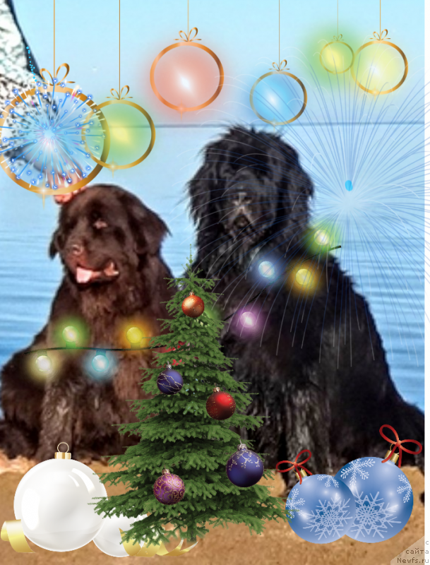 Фото: ньюфаундленд Ньюфорт Дивная Диана, ньюфаундленд Ньюфорт Дивная Диана, ньюфаундленд Альфа Дар Окса Верка Сердючка