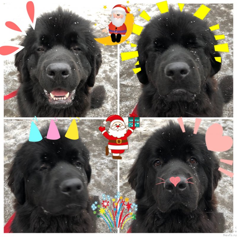 Фото: ньюфаундленд Браунблад MCК Лави Нэман (Brownblood MSK Lavy Neman)