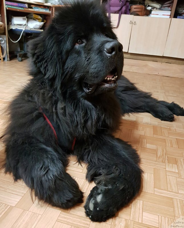Фото: ньюфаундленд Преданный Друг