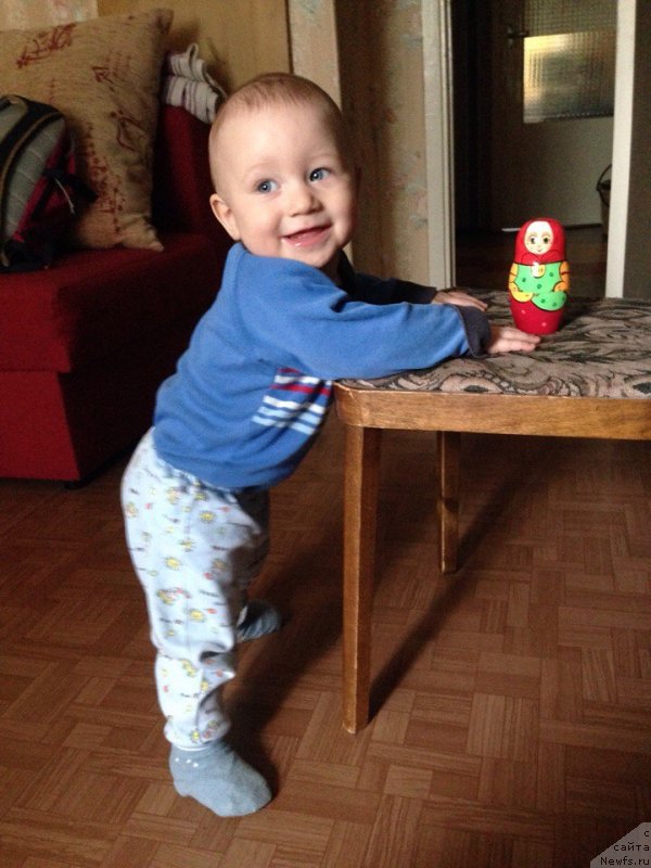 Фото: ньюфаундленд Юнона