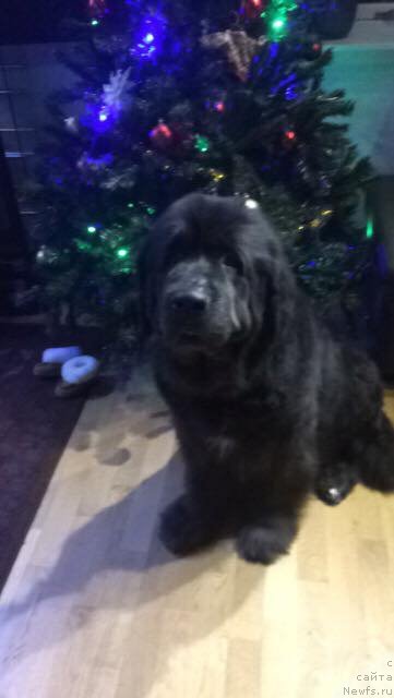 Фотография № 232839