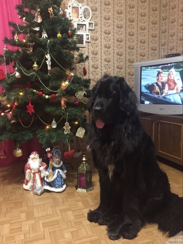 Фото: ньюфаундленд Леди Фортуна