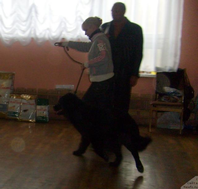 Фото: ньюфаундленд Полярная Ночка