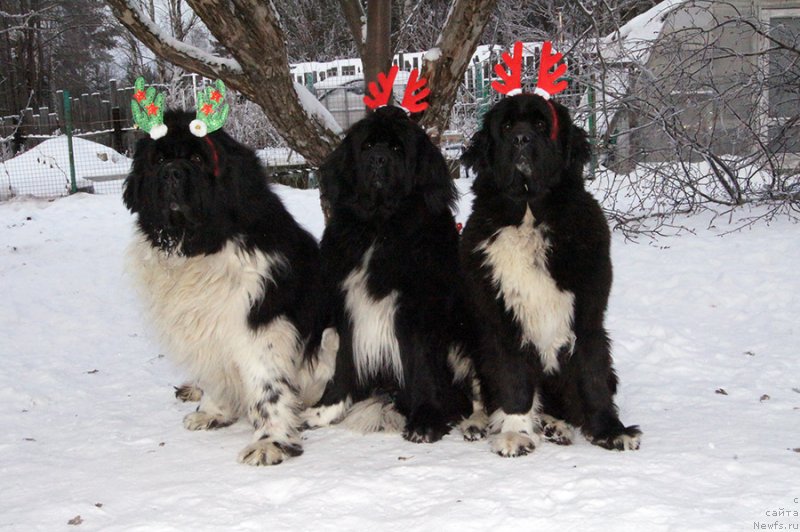 Фотография № 232854