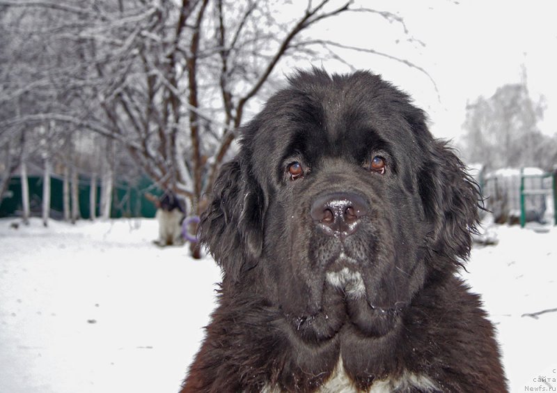 Фотография № 232858