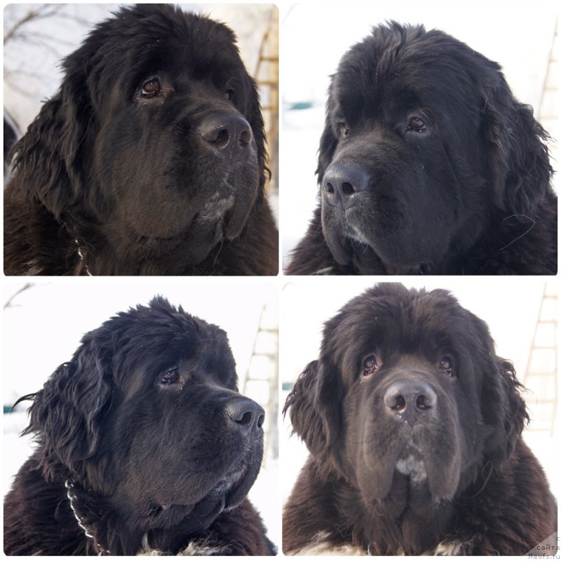 Фотография № 232859