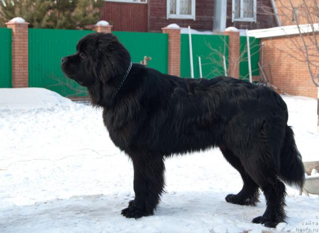 Фото: ньюфаундленд Супер Премиум Вашингтон