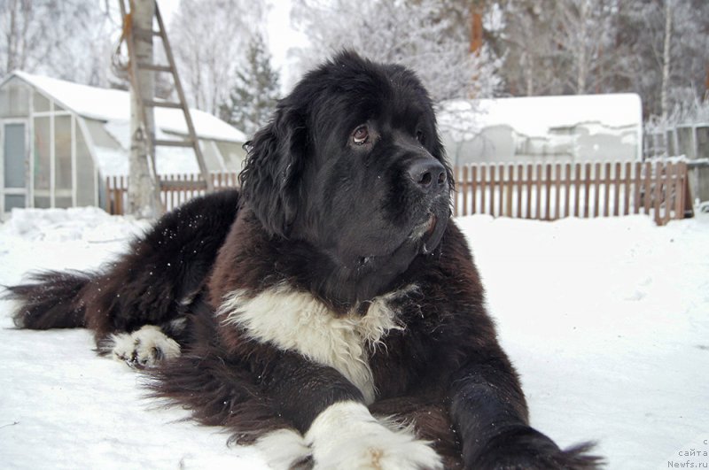 Фотография № 232862