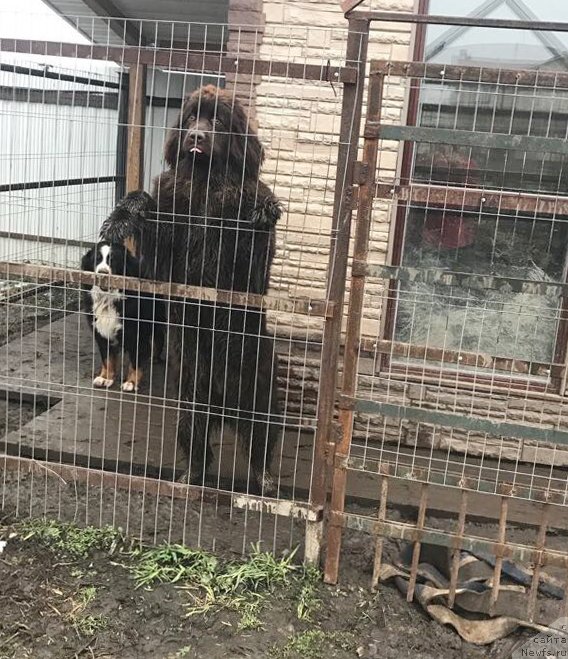 Фотография № 232867