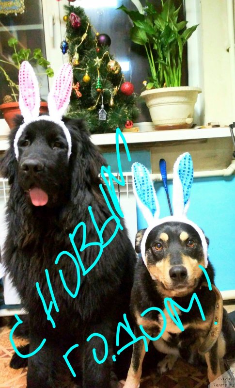 Фотография № 232869