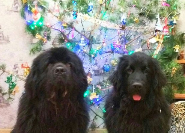 Фотография № 232870