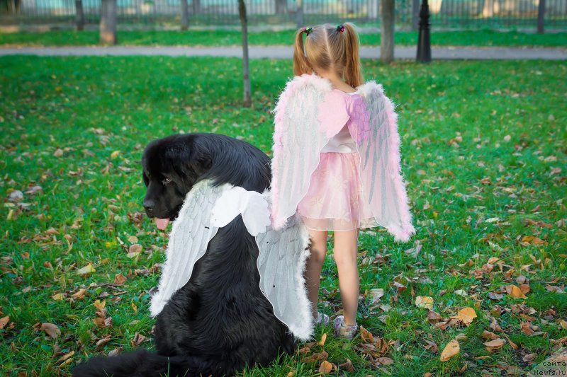 Фото: Ксения Могутнова, ньюфаундленд Акнолидж Акела (Aknolidzh Akela)