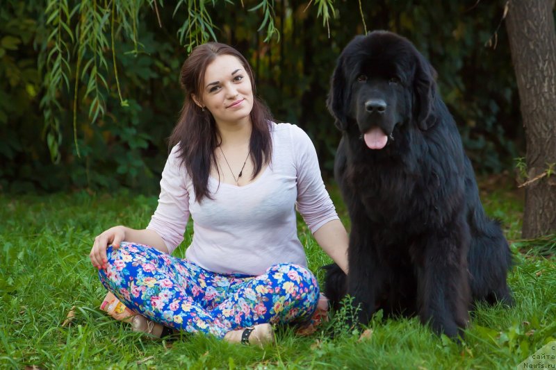 Фото: Ксения Могутнова, ньюфаундленд Акнолидж Акела (Aknolidzh Akela), Ксения Могутнова