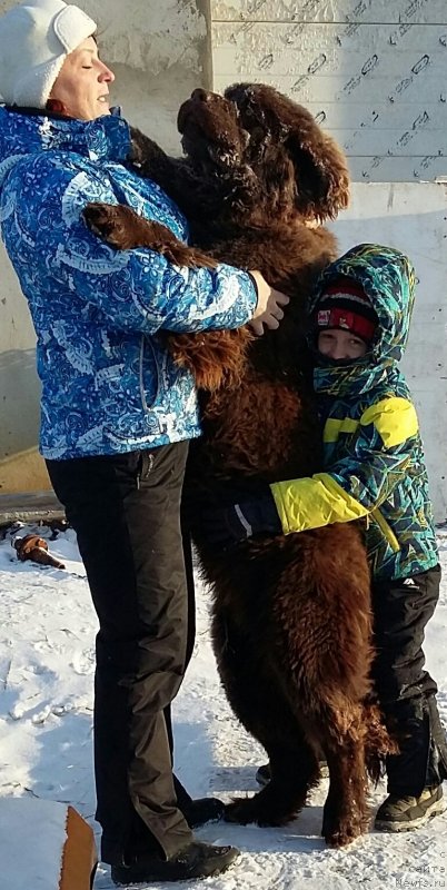 Фото: ньюфаундленд Браунблад МСК Лея Айман (Brownblood MSK Leya Aiman)