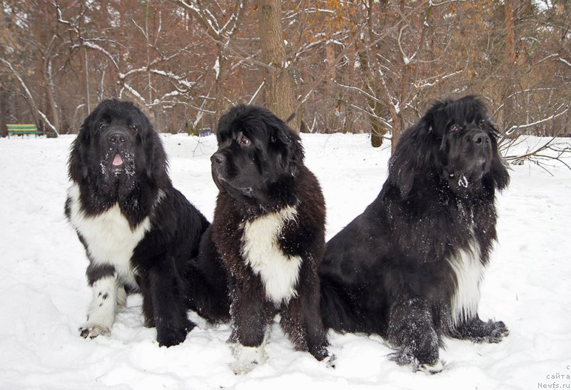 Фотография № 232881