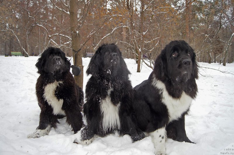 Фотография № 232882