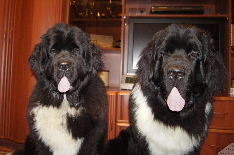 Фотография № 232883