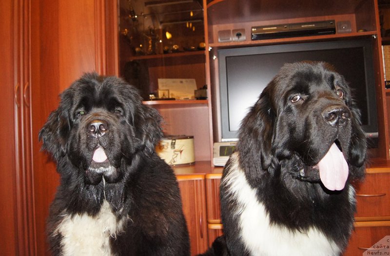 Фотография № 232885