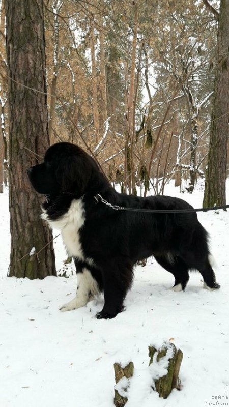 Фотография № 232887