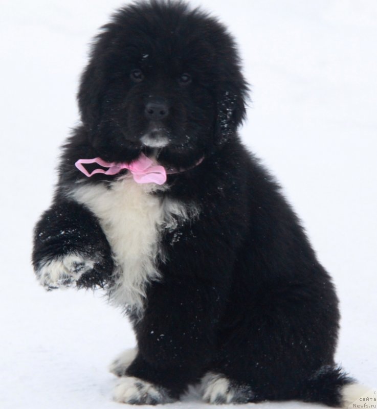 Фото: Фанагория