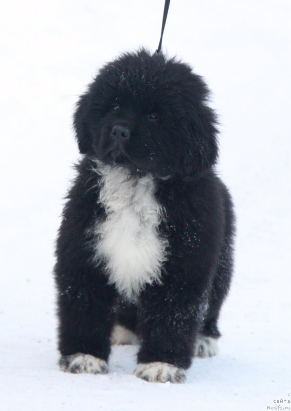 Фото: Фьерд