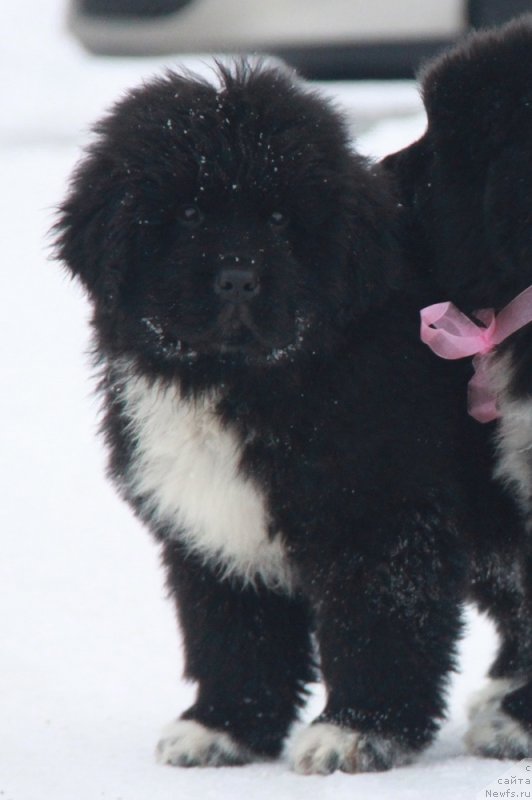 Фото: Фьерд