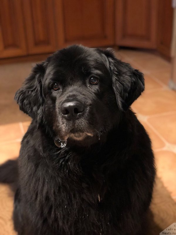 Фото: ньюфаундленд Бонни Флайт