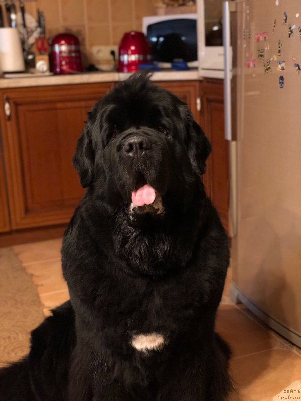 Фото: ньюфаундленд Рестайлинг Фром Шипмэн