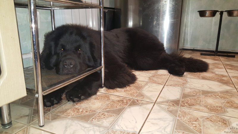 Фотография № 232904