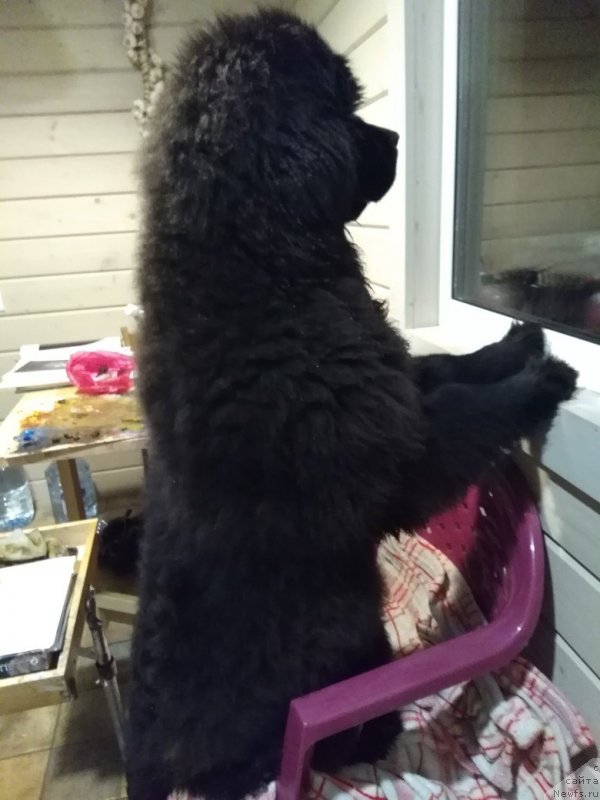 Фотография № 232906