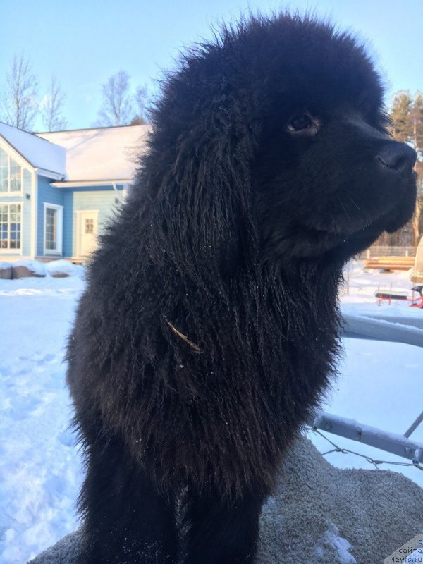 Фотография № 232909