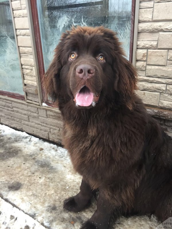 Фото: ньюфаундленд Браунблад МСК Дарли Ринна (Brownblood MSK Darley Rinna)